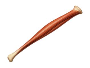 Sartorius muscle: a long, narrow band diagonally across the thigh.