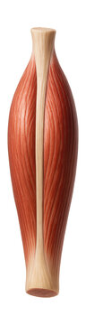 Straight, cylindrical rectus femoris muscle featuring a central tendon.