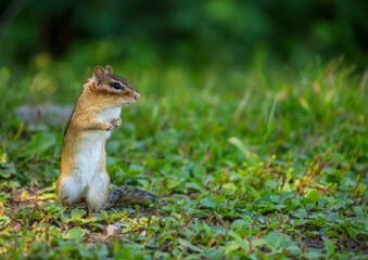 Chipmunk Standing on Green Grass with Soft Forest Background