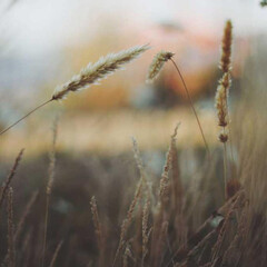 Fototapeta premium Close-up view of dried golden grass stalks with feathery seed heads in a soft-focused field during golden hour.