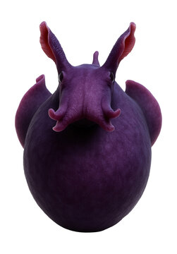Velvety purple sea hare featuring two distinct rhinophores.