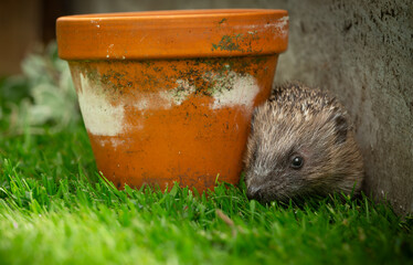 Hedgehog, Scientific name Erinaceus Europaeus. Small, juvenile hedgehog foraging at dusk in a hedgehog friendly wildlife garden and peeking round a terracotta plant pot.  Horizontal.  Copy space © Moorland Roamer