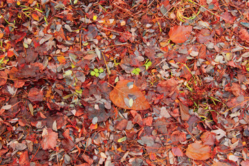 Seasonal Autumn Leaves Creating Rustic Background
