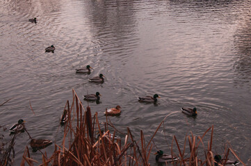 Wild jocks swim on the water
