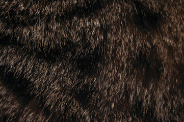Close-up photo of the fluffy surface of the fur
