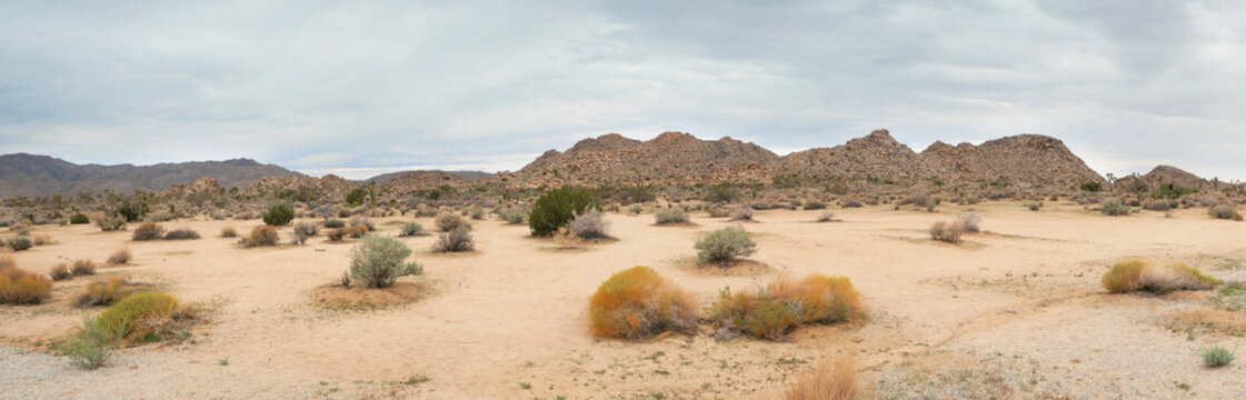 Panorama of the Joshua Tree National Park near Twentynine Palms during a summer season in California, USA
