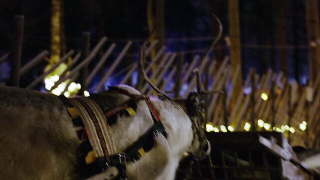 A reindeer follows a sled in front of him while he pulls a sled behind him through the winter night. High quality video. 4K.