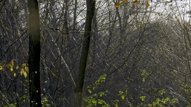 Wieczorem, w listopadzie, owady kopulują w promieniach zachodzącego słońca.
W bezsłoneczny jesienny dzień owady z rodziny mączlikowatych rozpoczynają gody.