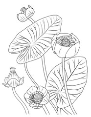 Yellow water lily Nuphar Lutea (1)