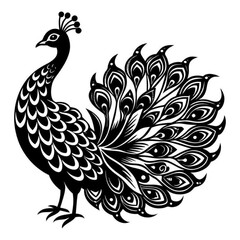 Fototapeta premium Peacock vector illustration with feathers isolated on white background cartoon style bird design