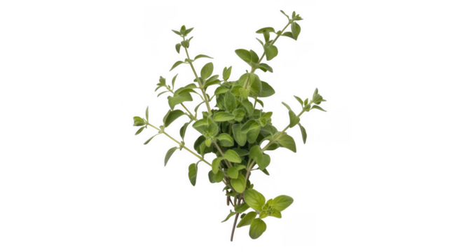 Fresh green oregano herb sprigs isolated on a transparent background
