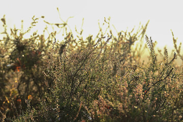 Close-up of Kempen Heather: Delicate Dewdrops and Frost Highlight the Autumn Foliage with Soft Morning Sunlight and Haze in the Boxtel Nature Reserve, Early November.