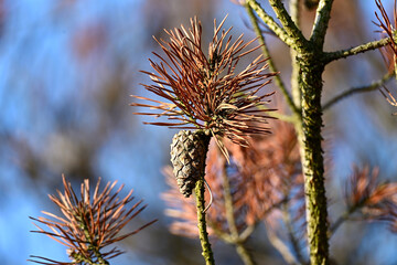 Obraz premium Close-up of brown and green pine needles with a single cone, showing seasonal change in the Kampina in early winter.