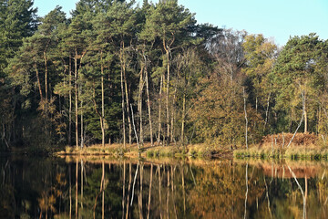 Tall pine trees and autumn deciduous foliage are mirrored in the still, dark water of a forest lake on a sunny day.