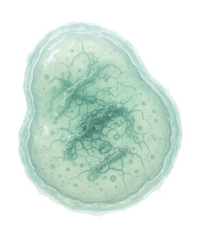 Irregular cocci-form methanogenic archaeon with a translucent look.