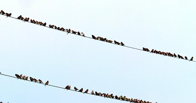 Stado szczygł&oacute;w (Carduelis carduelis), trznadli (Emberiza citrinella) i innych myszoskoczk&oacute;w żeruje na polu resztek słonecznika.
O tej porze roku kolorowe stado małych ptak&oacute;w wr&oacute;blowatych, zwanych mys