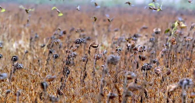 Stado szczygł&oacute;w (Carduelis carduelis), trznadli (Emberiza citrinella) i innych myszoskoczk&oacute;w żeruje na polu resztek słonecznika.
O tej porze roku kolorowe stado małych ptak&oacute;w wr&oacute;blowatych, zwanych mys