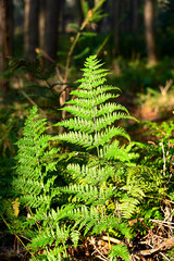 A vibrant green fern is brightly illuminated by sunlight, contrasting with the dark forest floor in Kampina. © Rogier van Bunnik