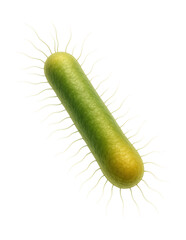 Obraz premium Cylindrical spore-forming bacterium of the Bacillus genus.