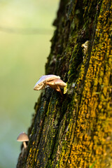 Small fungi cling to rough, mossy bark, brightly lit from behind in the dense Kampina forest.