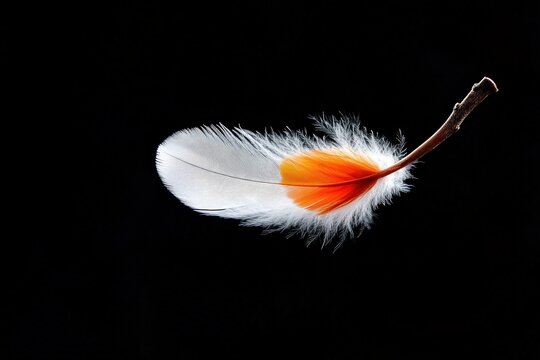 This dynamic feather features a vivid orange accent against a sleek black background, showcasing its unique form and vibrant colors that symbolize creativity and individuality.
