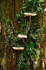 Delicate pale mushrooms grow vertically amid vibrant green moss and bark in the Kampina woods.