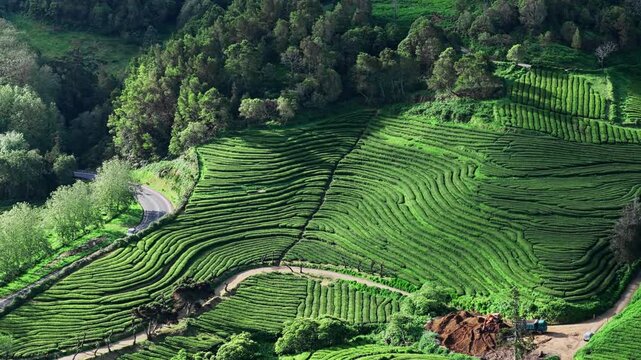 Flying over green tea plantations on Sao Miguel island Azores. view of picturesque green landscape