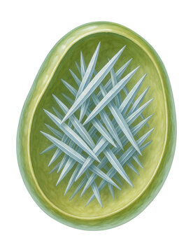 Plant cell vacuole with needle-shaped crystal raphides.