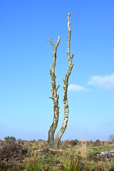 Two slender, dead birch trunks stand tall and white against a sharp blue sky, a striking visual in the open landscape of the Kampina nature reserve.