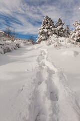 Winter forest against mountains with snowy trees