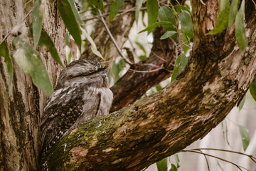 Close up of a Tawny Frogmouth bird with camouflage sitting in a tree outdoor in a park during spring season near Adelaide in Australia with blurry background and space for text.