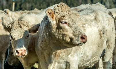 Jeunes charolais au p&acirc;turage au Petit-Abergement, Ain, France