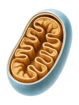 Cross-section of a mitochondrion highlighting the outer membrane and intermembrane space.