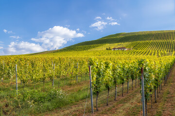 Green vineyards in summer 