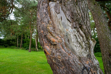 Durrockstock Park, Paisley. Scotland, UK. A Local Nature Reserve which is a refuge for wildlife. An old reservoir provides a variety of habitats for birds and amphibians. A former industrial area. 