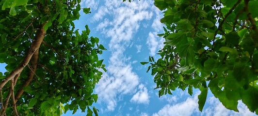 Looking Up Through the Green Canopy