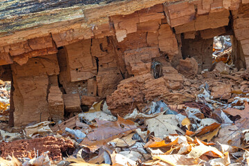 Crumbling rotten tree trunk on forest floor.