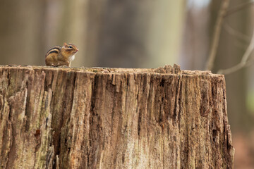 Chipmunk on tree stump.