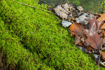 green moss on the ground