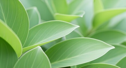 Obraz premium Soft Green Botanical Background With Blurred Leaf Shades and Smooth Natural Light Creating Calm Organic Atmosphere