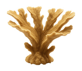 Obraz premium Tan elkhorn coral with wide, flat branches that mimic antlers.