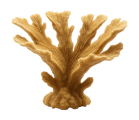 Tan elkhorn coral with wide, flat branches that mimic antlers.
