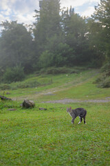 Domestic cat lying on a lush green meadow during a warm summer evening, surrounded by grass and soft sunlight.