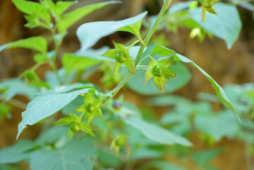Detailed close-up of a deadly nightshade (Atropa belladonna) plant growing in the Caucasus forest, highlighting berries, leaves, and natural texture.