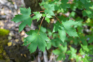 Fototapeta premium Detailed close-up of a maple tree branch with green leaves, highlighting natural texture, veins, and vibrant foliage.