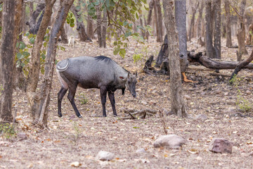 Nilgauantilope im Ranthambhore Nationalpark, Indien