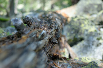 Detailed close-up of a twisted tree root on the forest floor, highlighting texture, patterns, and natural decay.