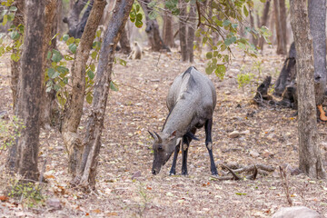 Nilgauantilope im Ranthambhore Nationalpark, Indien