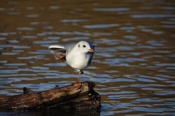 the black headed gull (Larus ridibundus) doing a spot of aerobics 