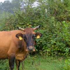 Brown and white cow grazing on a lush green meadow during a warm summer evening, with soft sunlight and a peaceful rural setting.